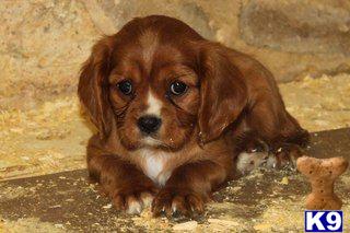 Cavalier King Charles Spaniel Puppies for Sale